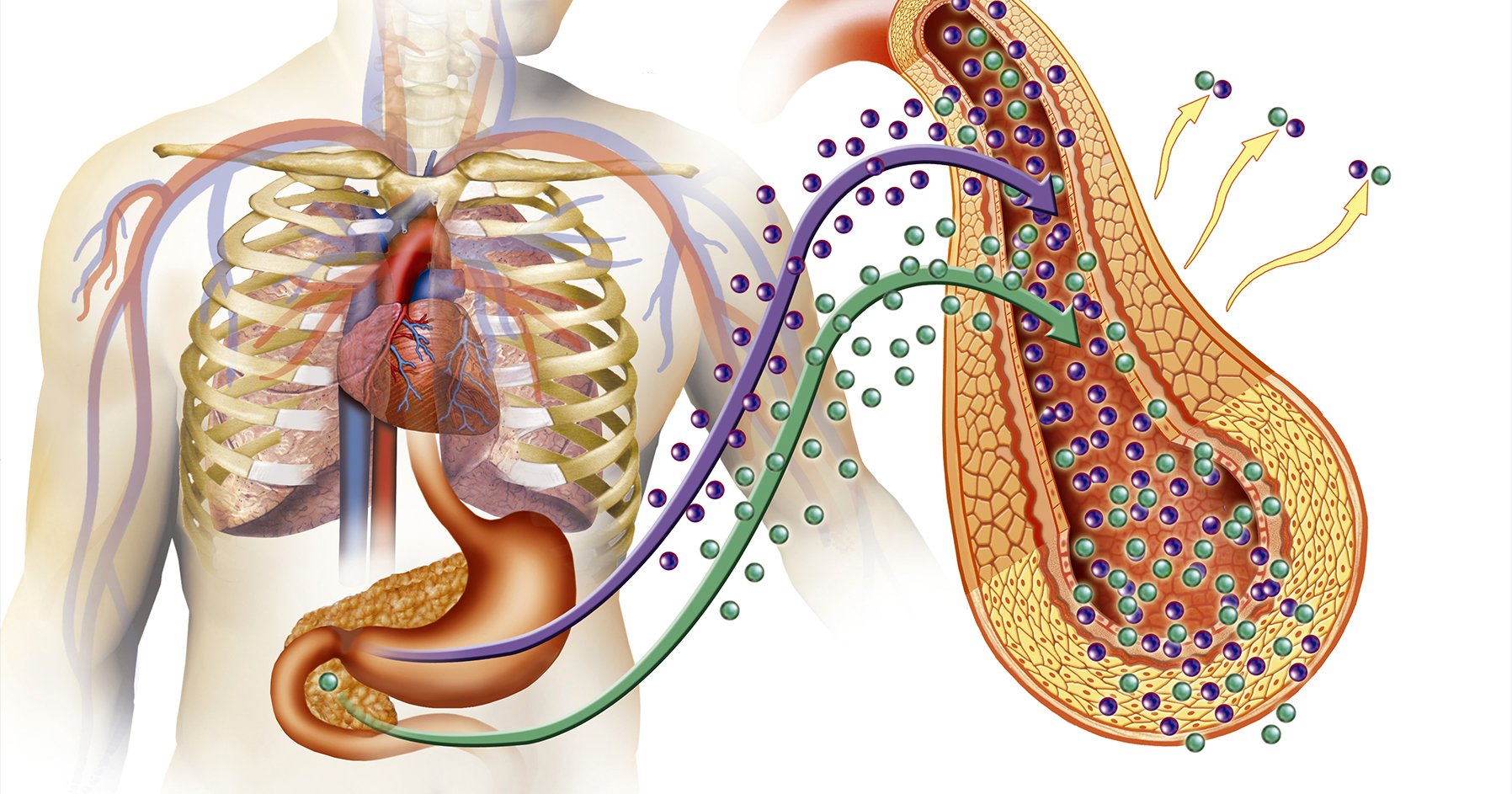 Diabetes and Endocrine Function | Endocrine Society